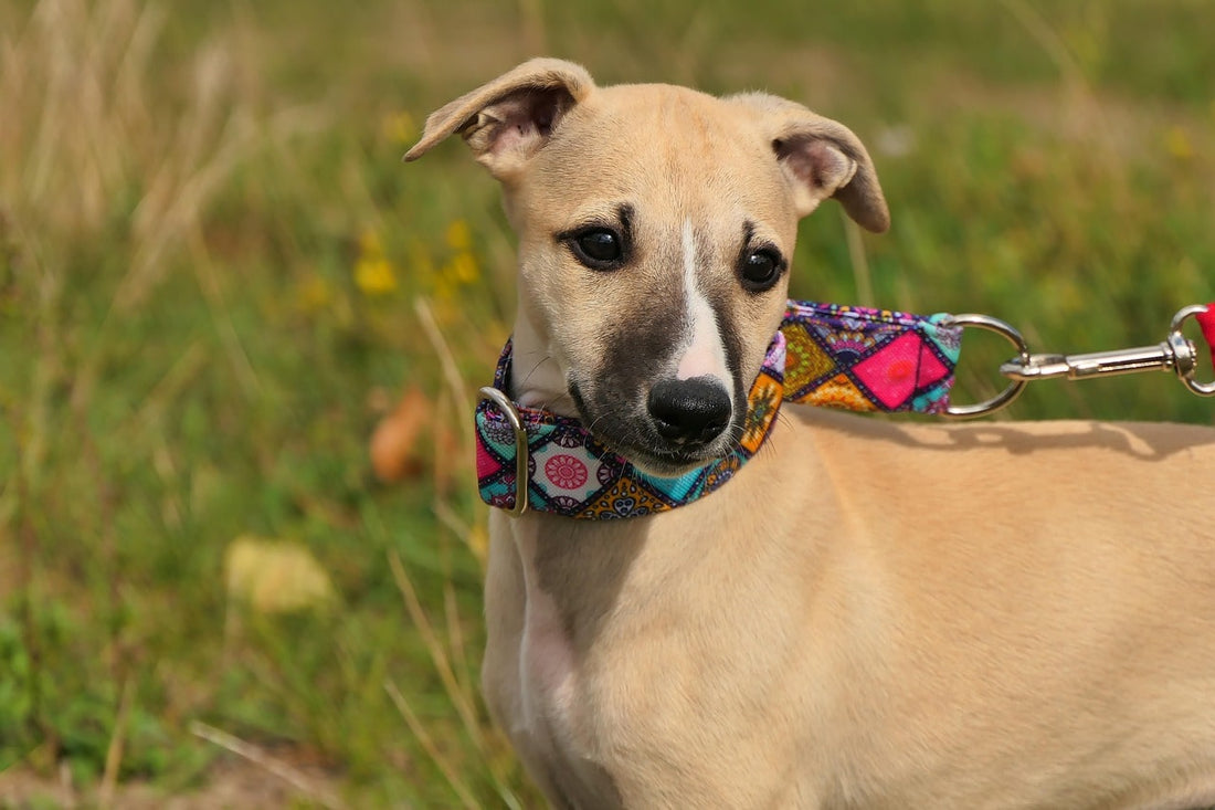 Healthy Dog Treats Offer Better Walks and Wagging Tails!