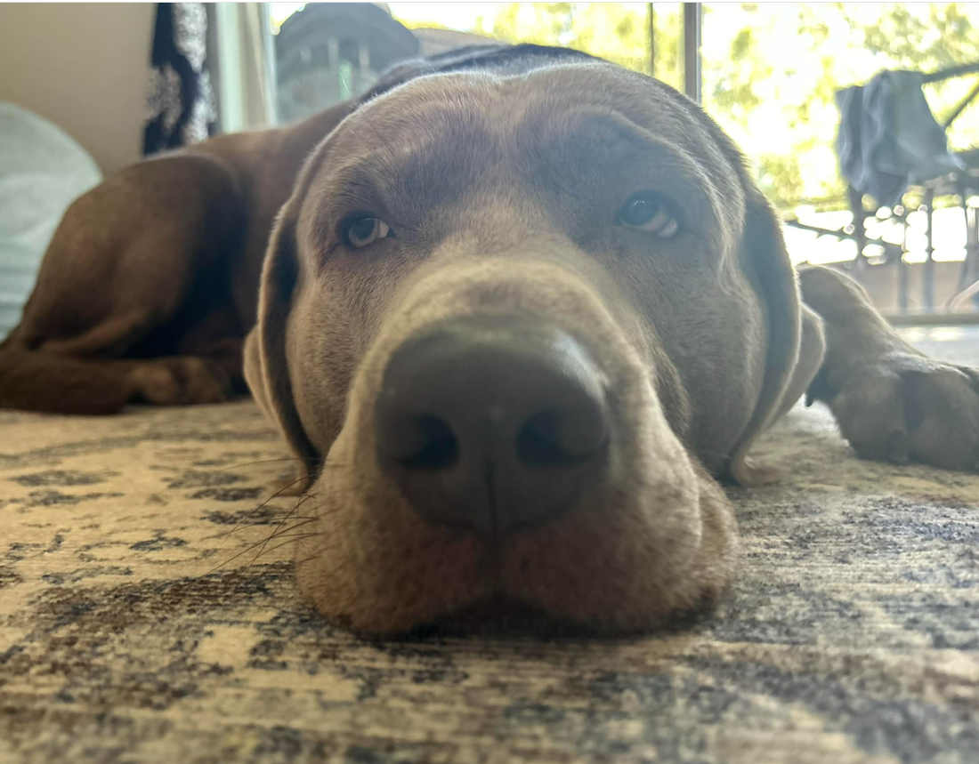 Barkley the Silver Lab, Official Taste-Tester at MPK