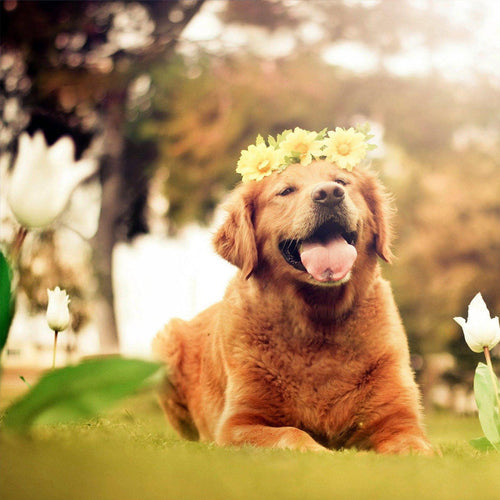 The Mighty Dandelion: 5 Powerful Benefits for Your Dog