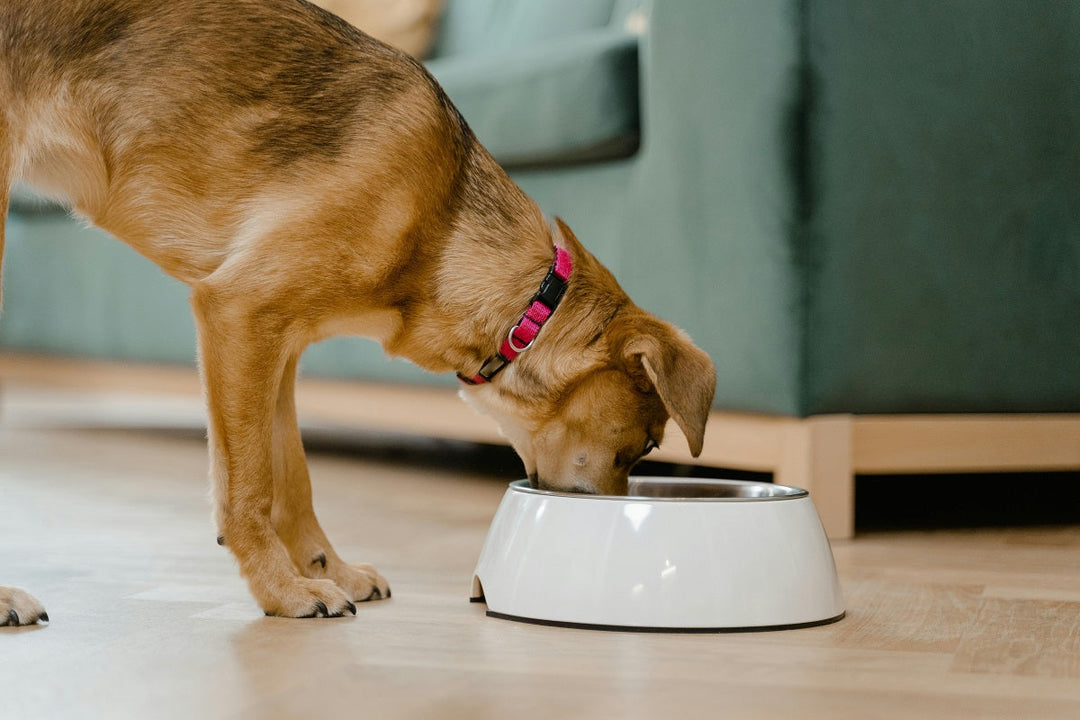 How to Spot Hidden Sugars and Fillers in Pet Products