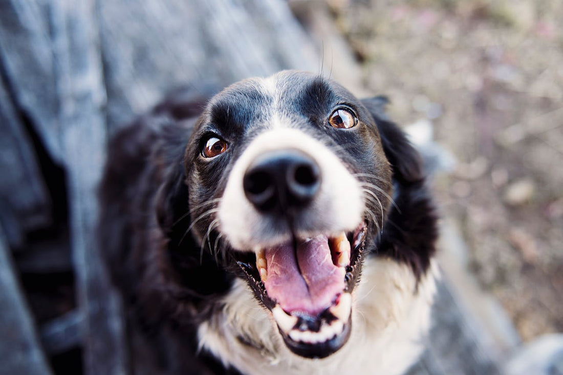 Limited-Ingredients: 5 Healthy Ways They Benefit Your Dog!