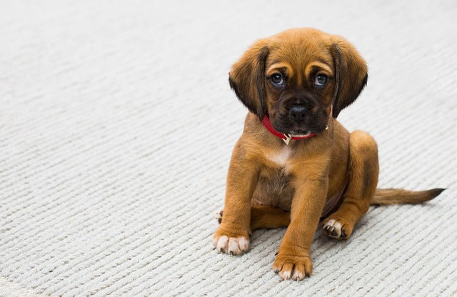 Sensitive K9 Tummies and How to Make Them Feel Better!