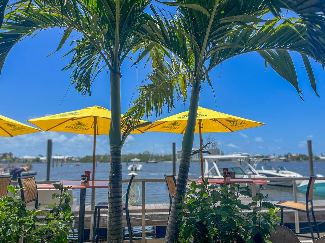 The Best Dog-Friendly Experiences and Activities in Tampa, Florida