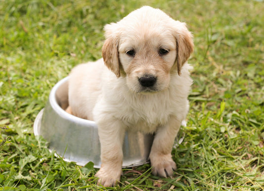 Yellow Golden Retriever Puppy Sitting in his Food Bowl