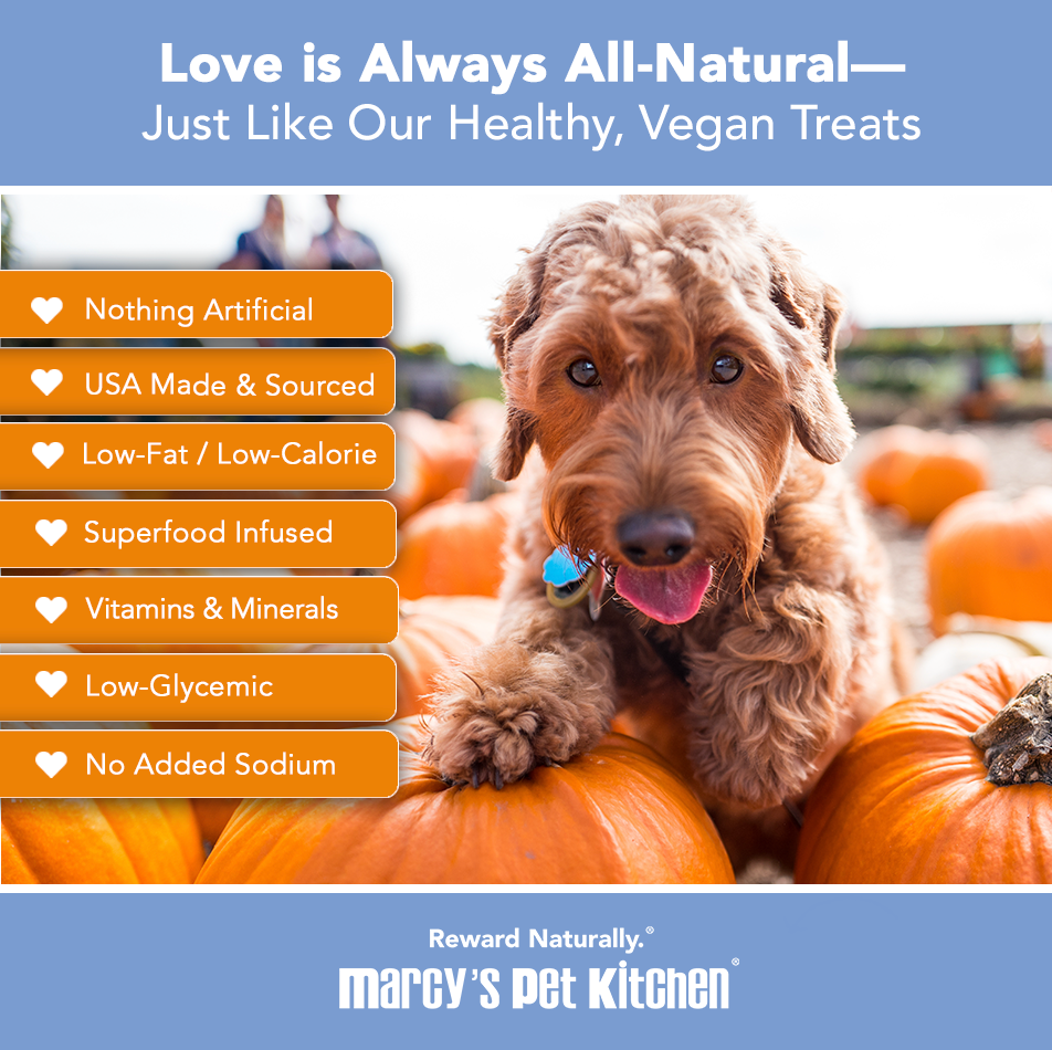 Labradoodle in pumpkin patch showing Pumpkin Bites product benefits - all-natural, USA made, low-glycemic, superfood infused